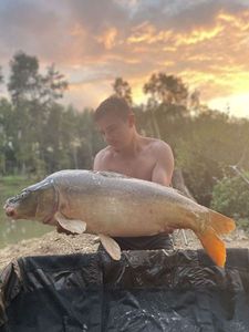 Mirror Carp