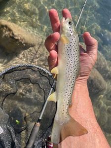 Brown Trout