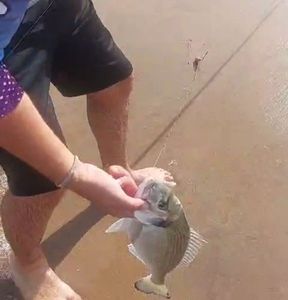 Gilthead Seabream