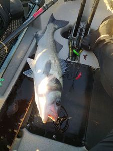 European Bass (Seabass)