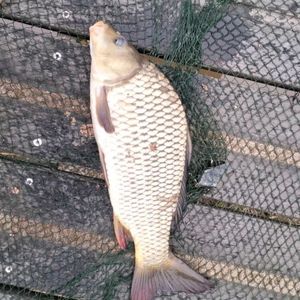 Crucian Carp