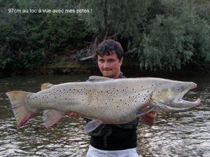 Sea Trout