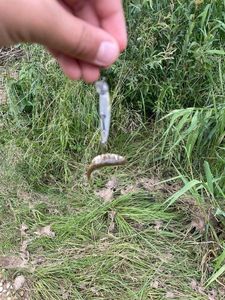 Common Minnow