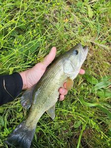 Largemouth Bass