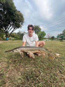 Alligator Gar