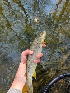 Brown Trout