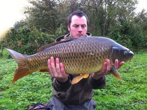 Common Carp