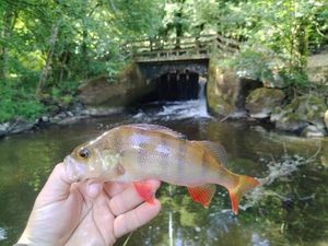 European Perch