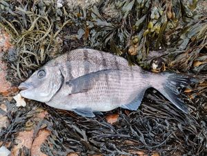 White Seabream