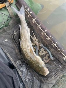 Thinlip Grey Mullet