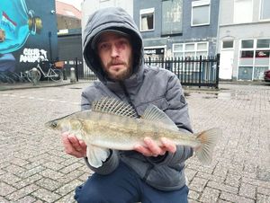 Zander
