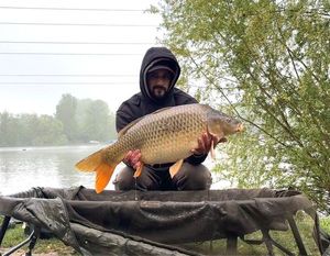 Common Carp