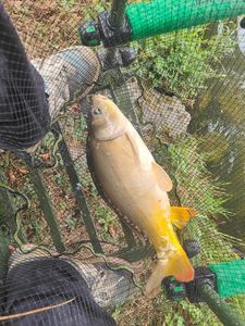 Mirror Carp