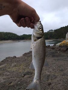 European Bass (Seabass)