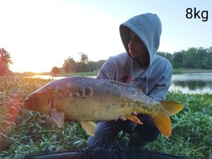 Mirror Carp