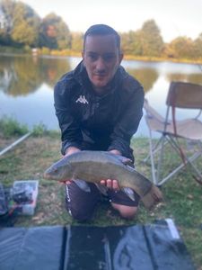 Tench