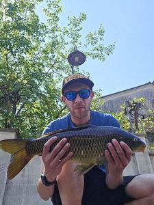 Common Carp