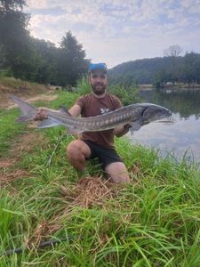 Sturgeon