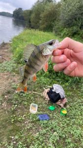 European Perch