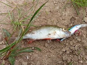 European Perch