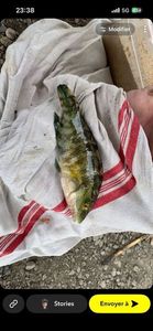 Ornate Wrasse