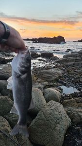 European Bass (Seabass)