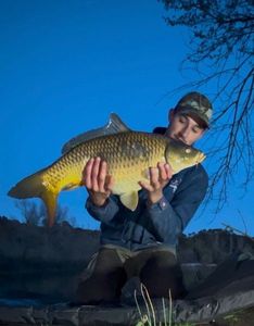 Common Carp