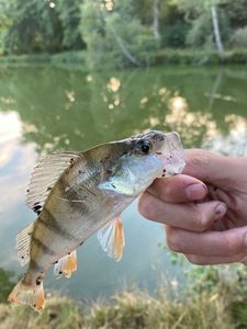 European Perch