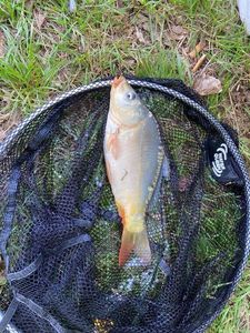Leather Carp