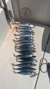 Mackerel