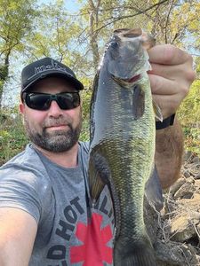 Largemouth Bass