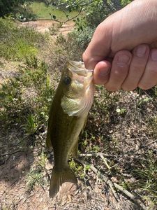 Largemouth Bass