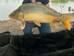 Mirror Carp