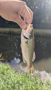 Largemouth Bass