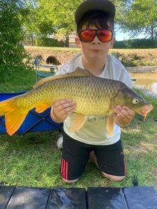 Common Carp