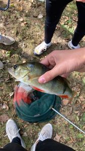 European Perch