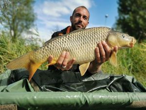 Common Carp