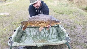 Common Carp