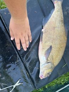 Common Bream
