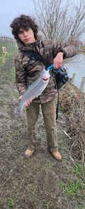 Rainbow Trout