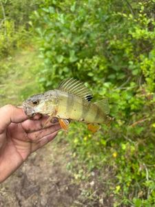 European Perch