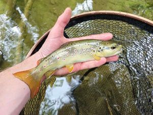 Brown Trout