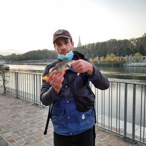 European Perch