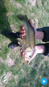 Largemouth Bass