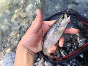 Brown Trout