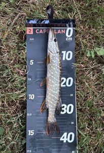 Northern Pike