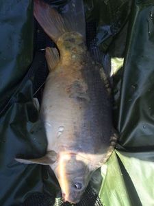 Mirror Carp