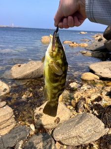 Ballan Wrasse