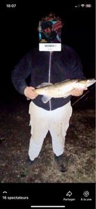 Zander