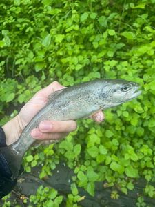 Brown Trout